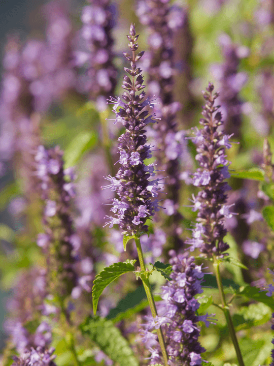 Agastache foeniculum Little Adder